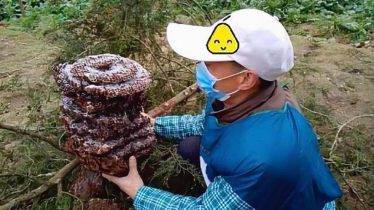村民深山捡巨型马蜂窝：是个宝贝，拿来泡酒喝能治牙痛