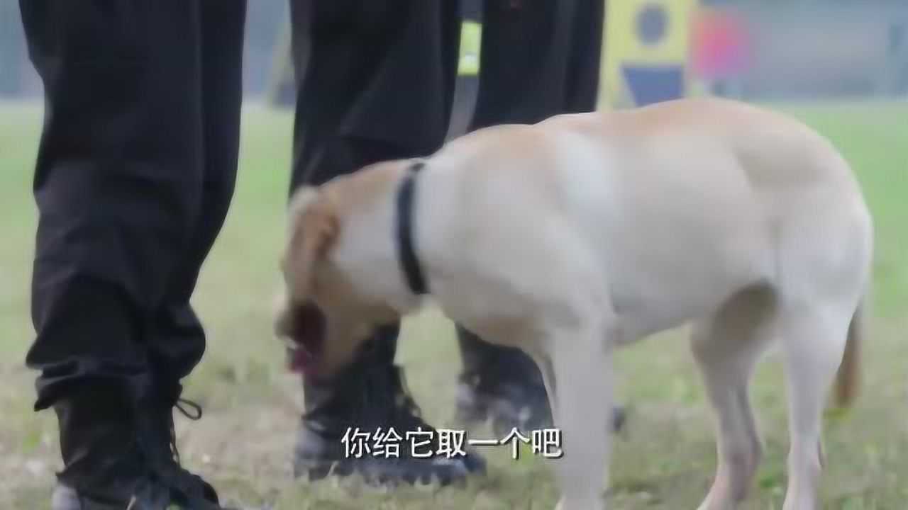 警花与警犬倪娜竟然嫌人家傻这个名字起的太随便它会不接受