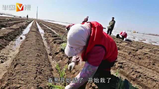 村民田间忙插葱,平度市南村镇春葱开种