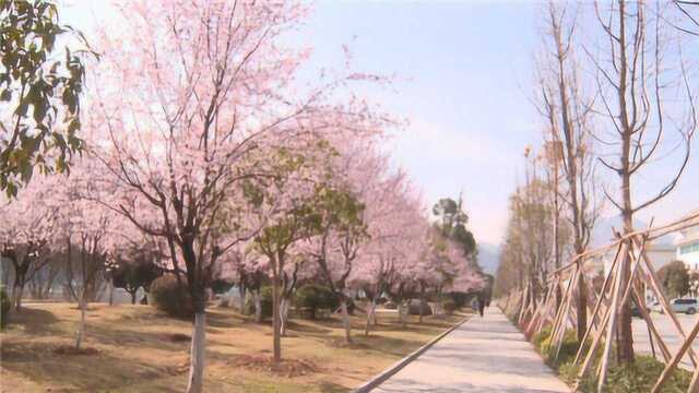 香溪河畔繁花开 踏青赏花正当时