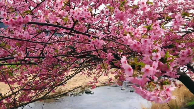 樱花名品河津樱欣赏,浪漫樱花开满树,暖暖春风送春来