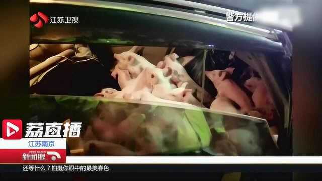 62头萌萌猪仔塞在轿车里 交警:麻烦出示一下动物检疫证明