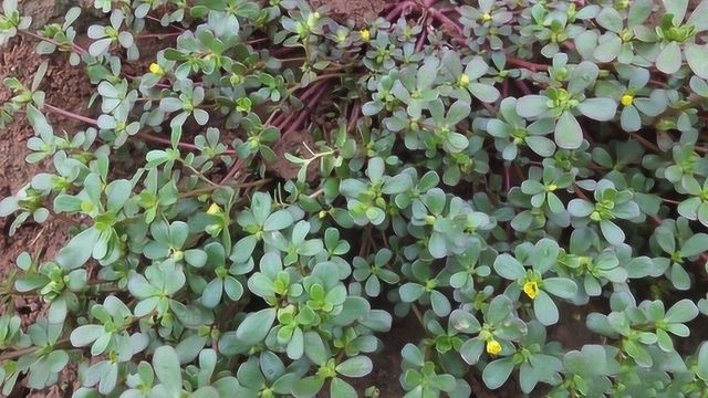 农村一种常见的野草,农民称作“卧蛋草”,却不知有很高的用处!