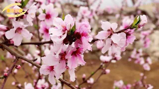 万亩桃园的桃花开了,小毅带你赏桃花,了解家乡的桃文化