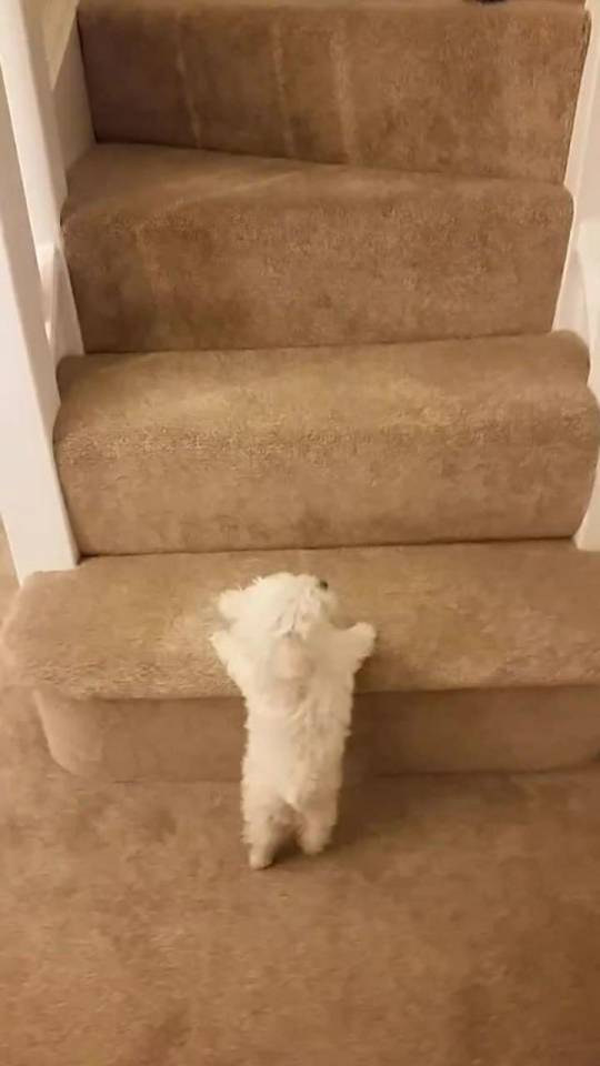 Thumbplayer Poster Plugin Image