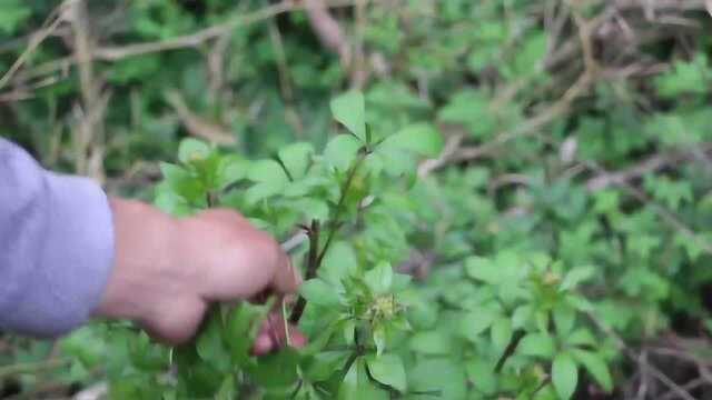 春天必吃的野菜之一——五加皮