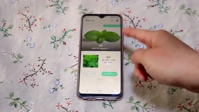 微信对着花草扫一扫,只需3秒就能知道叫什么,效果太神奇了