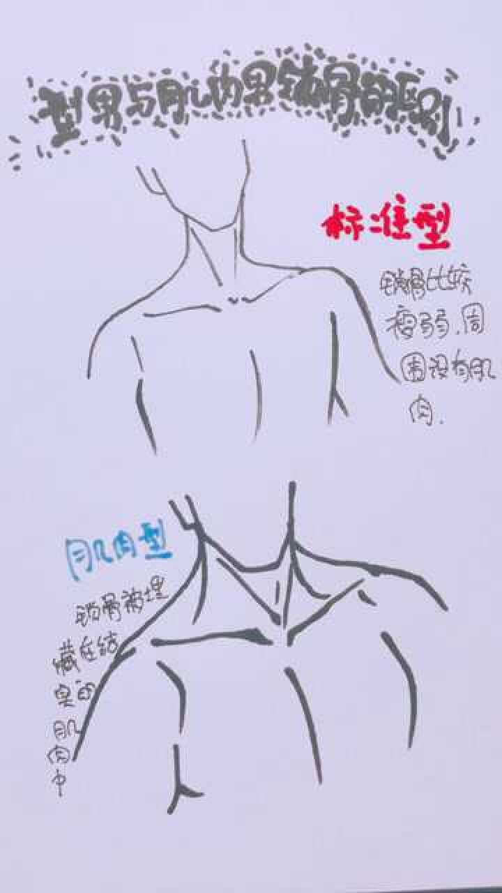 标准型男与肌肉男锁骨的区别