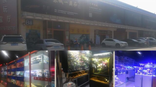 这才是北京最大鱼市,高端水族店,普通小店,观赏鱼玩家的乐园