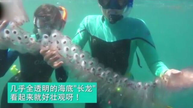 神秘的海洋生物樽海鞘,连在一起的样子,也是有点儿壮观