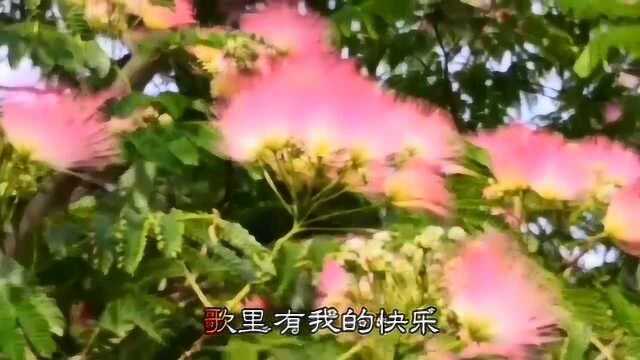 合欢花,如霞似锦,宛如一首醉人的歌