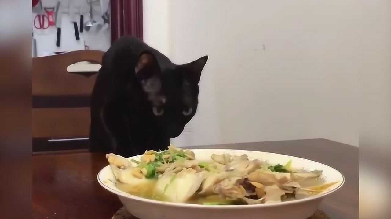 馋嘴猫!猫咪:我就看看不吃!