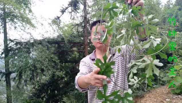 农村这种野菜,可长达10米,叫瓜蒌苗,根称天花粉,你认识吗?