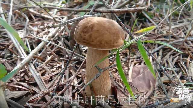 农村大山上捡蘑菇,今天小伙教你如何区分牛肝菌,看了就是赚了