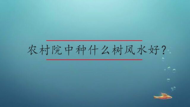 农村院中种什么树风水好?