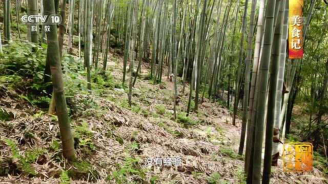 数十年培育 “菌中皇后”竹荪摆上普通人餐桌