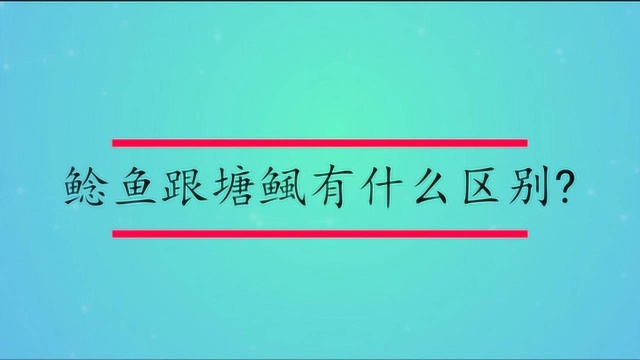 鲶鱼跟塘鲺有什么区别?