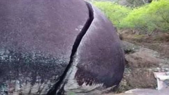 广东被雷劈开奇石,下雨会游出“鲤鱼”,网友:石顶还有“脚趾”