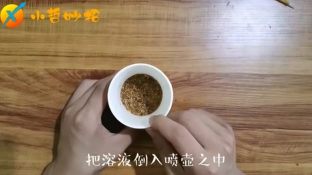 家里有蚁虫的福音,这个方法一定可以帮助到你,蚂蚁见了绕道走!