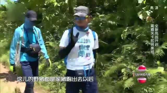 孙亚鹏告诉子韬,野猪怎么来的?,这回应太有代沟了