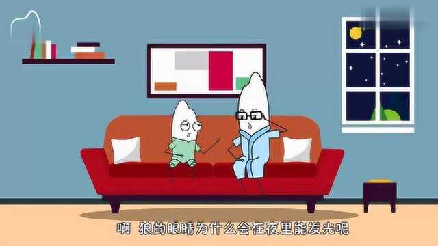 解说:狼的眼睛黑夜里会放光