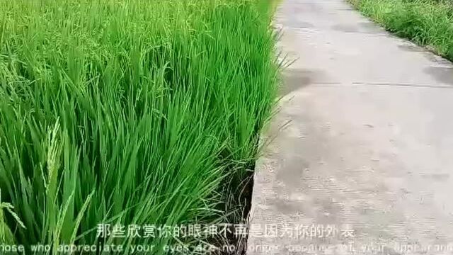 暴雨过后的景色