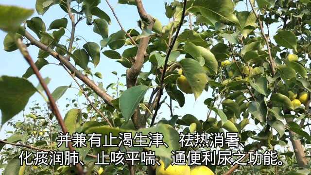 砀山酥梨:果大核小、黄亮美观、皮薄多汁、酥脆甘甜