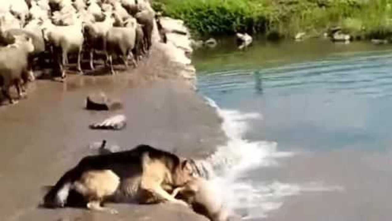 梦河之畔的守护，解梦牵羊落水之谜