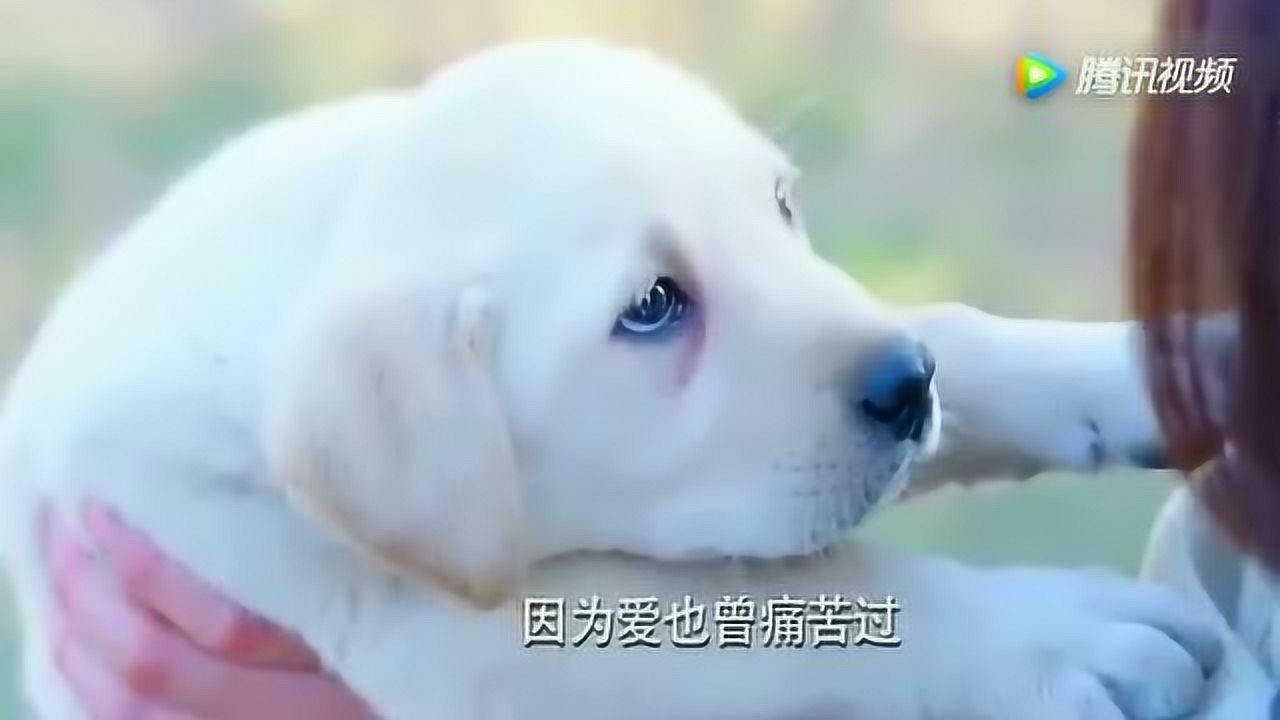 警花与警犬警犬樱桃去世李姝寒重返警队小樱桃回国