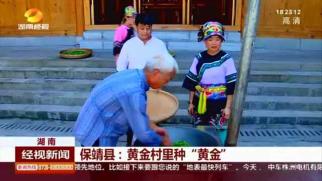 走进保靖县:黄金村里种“黄金”