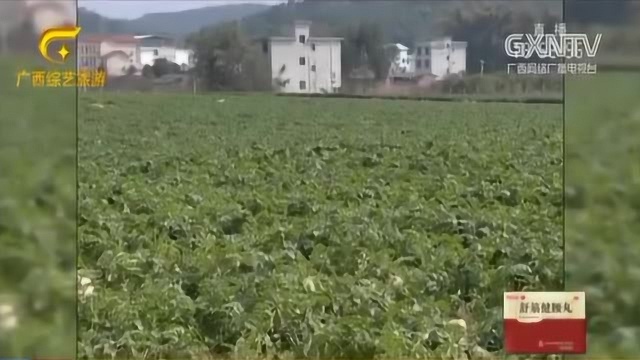 菜农种下十多亩萝卜,却被女子在网上宣传可免费拔,众多人组团前来