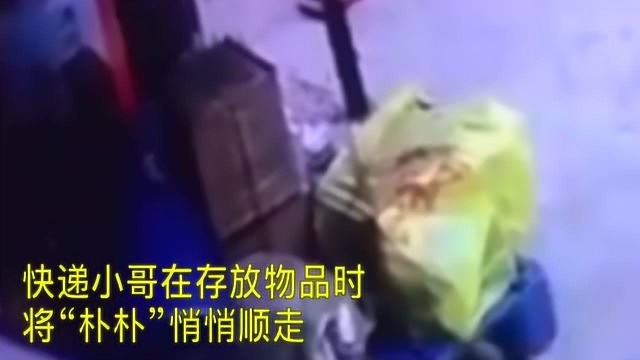 “顺手牵羊”!监拍:快递小哥盗走“朴朴”手法竟如此娴熟!