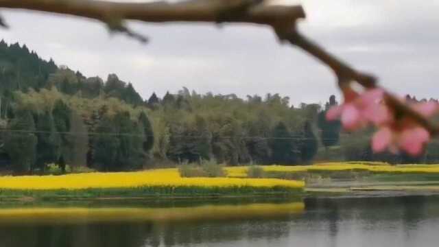 花开天府 美丽四川|和煦暖阳百花开 帅乡乐至邀你云赏花