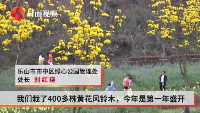 生活重启丨四川乐山黄花风铃木怒放 住建部门发布观花指南