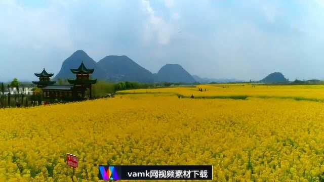 4K油菜花航拍 【vamk网】48K视频素材,我们更丰富