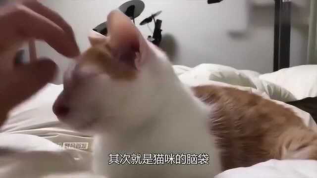 猫咪其实是可以“打”的,只要用对方法,不但不记仇还会越打越乖