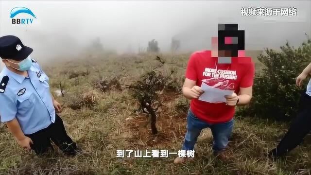 男子偷松树被罚对着树读检讨书