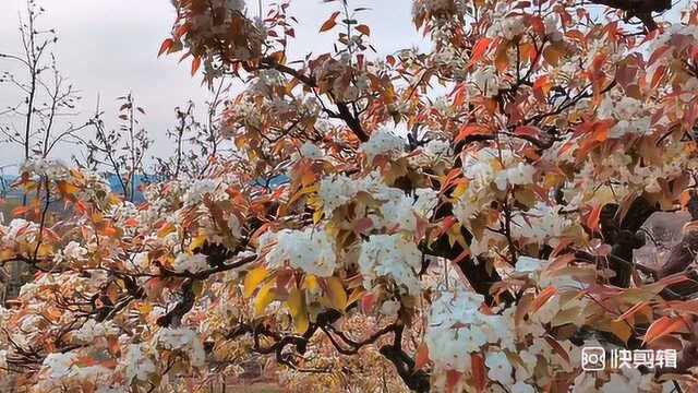 泰山院落之一树梨花雅玉兰