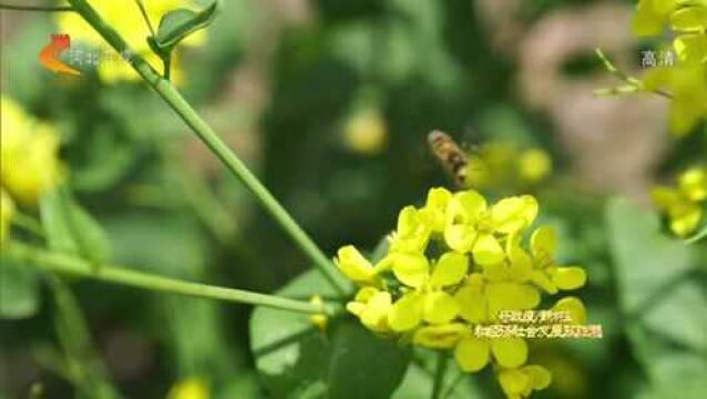 河北:30万亩油菜花推动我省农业调结构 农民促增收