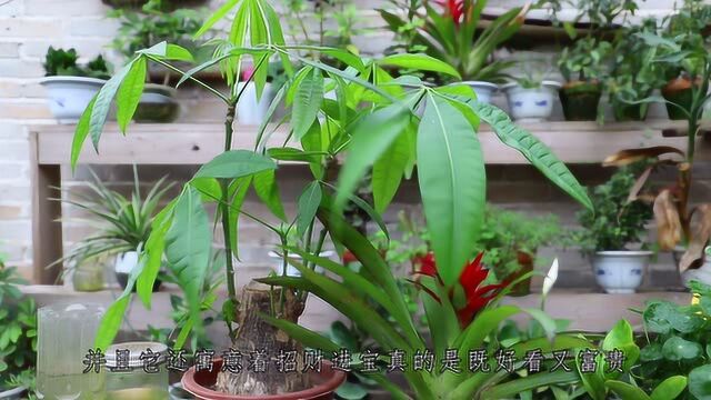 4种植物养眼寓意好,家里养上几盆,能消遣还好养