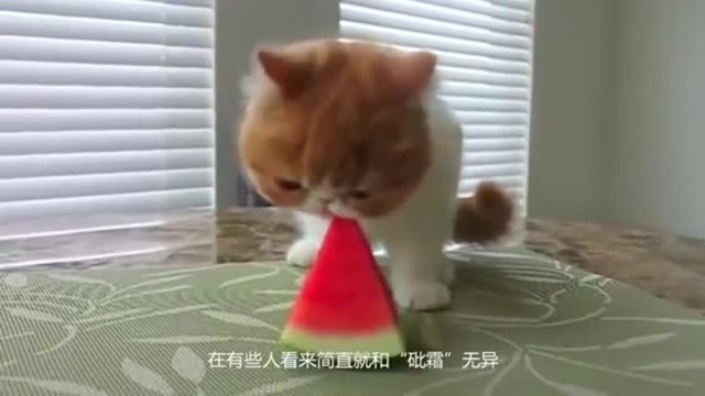 猫咪会吃柠檬吗?别说吃,这猫咪都厌恶得做出“埋臭臭”的动作!