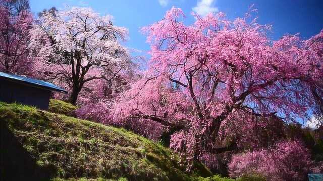 小川村古老的樱花绽放,远眺北阿尔卑斯山的积雪