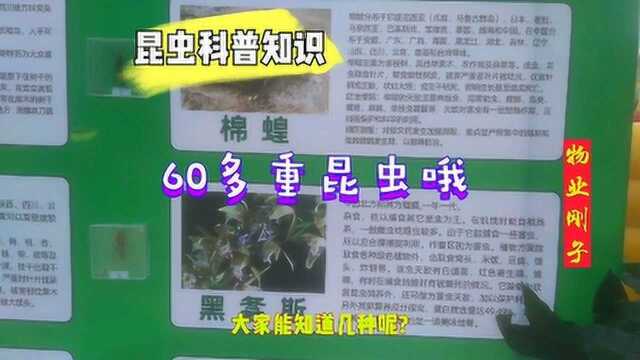 实拍某小区搞活动,好多昆虫标本,你能认识几种呢?