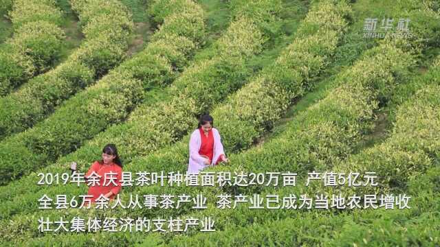 劳动者之歌|直播“带货”助力黔茶出山