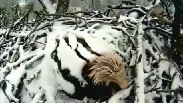 动物界的伟大母爱,再大的风雪妈妈都会为孩子遮挡,万物皆有灵性!