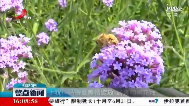 上犹:马鞭草盛情绽放 游客陶醉花海