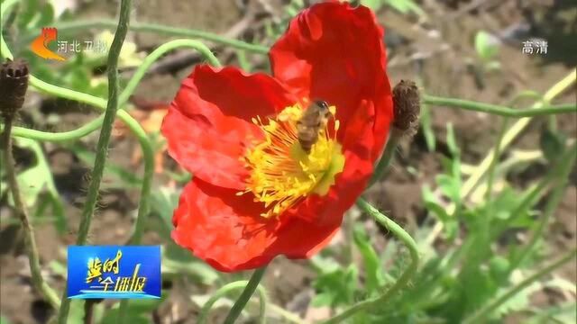 石家庄植物园:百花齐放五月天,风姿绰约迎客来!