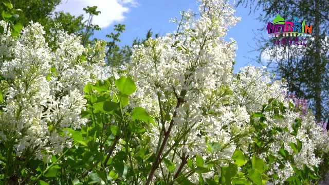 丁香花开满城香