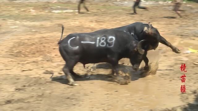 荔波甲良猛牛争霸赛:虎顺公司2000号牛王、碰得相当重、而对手是个老抠