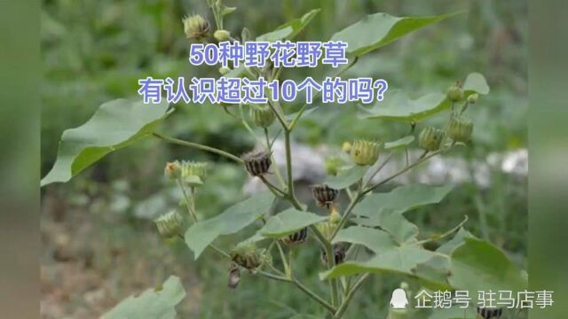 农村常见的50种野花野草,你能认识超过10种,我请你吃饭